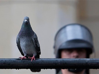Немка пожаловалась в полицию на странного голубя